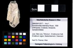 Foto (Objekt + Etikett) von Goniodromites bidentatus (Reuss, 1858)  (NHMW-GEO-1990-0041-2577)